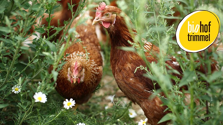 Glückliche Hühner, © Biohof Trimmel