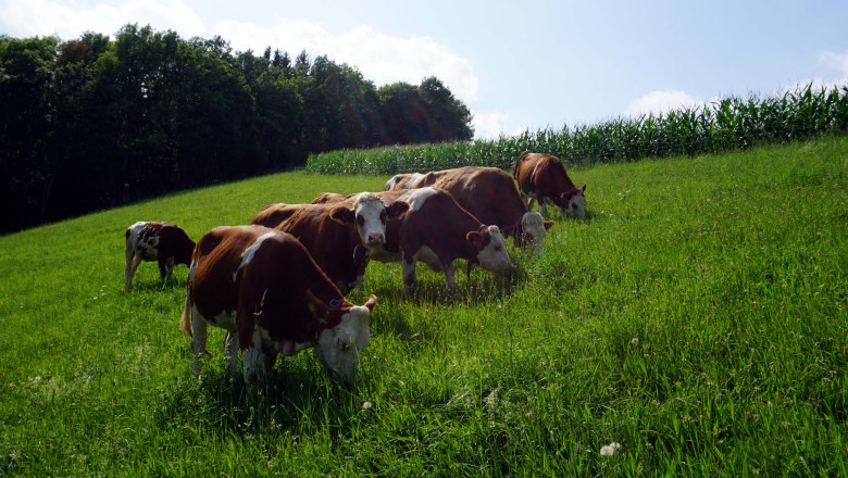 Die Kühe auf der Weide, © Jennifer Massatsch