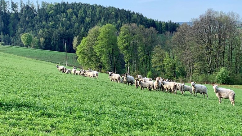 Die Schafherde auf der saftigen Weide, © Familie Köck