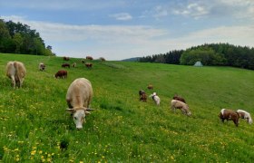 Die Tiere auf dem MaVi-Hof, © MaVi-Hof