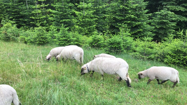 Die Shropshire Herde, © Familie Köck