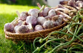 Köstlicher Knoblauch vom Handlerhof 18, © Sooo gut schmeckt die Bucklige Welt / Viktoria Kornfeld