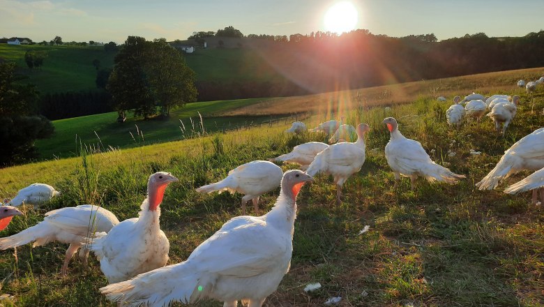 Bio-Puten auf ihrer Weide, © Biohof Puchegger